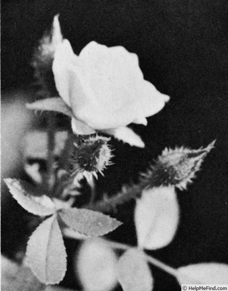 '11-75-50 (moss hybrid, Moore 1975)' rose photo