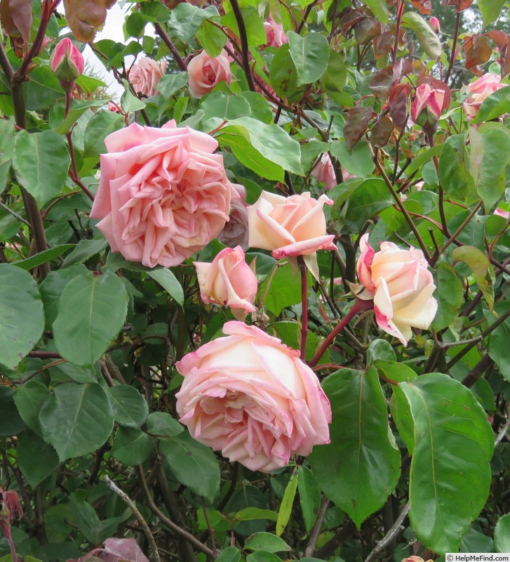 'Baronne Henriette Snoy' rose photo