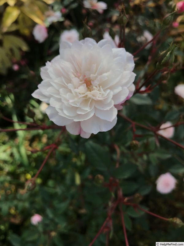 'White Pet' rose photo