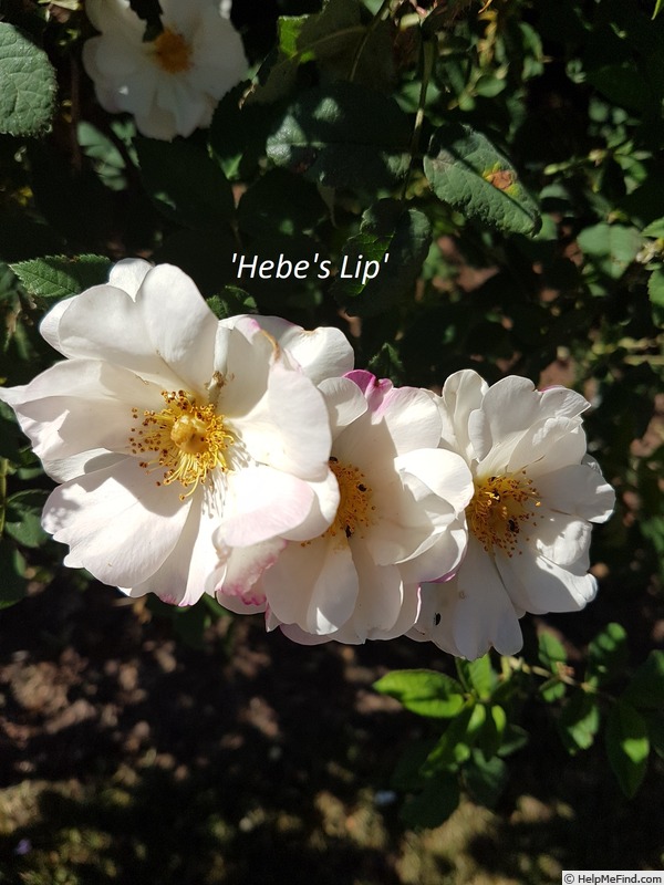 'Hebe's Lip (Damask, Lee, before 1846)' rose photo