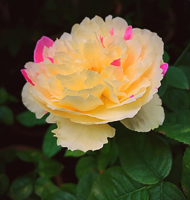 'Fūgetsu' rose photo