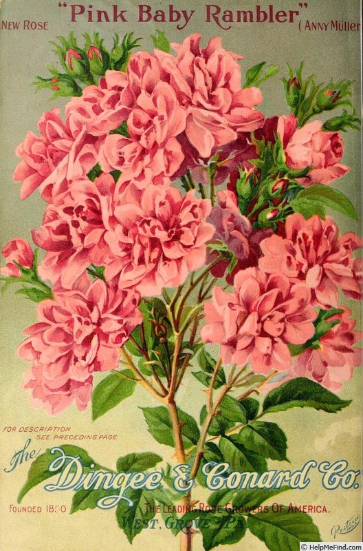 'Annie Mueller' rose photo