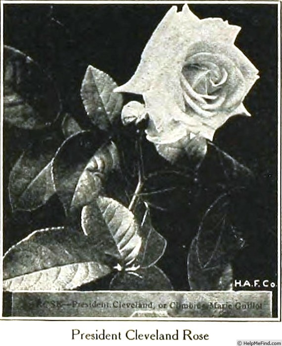'President Cleveland' rose photo
