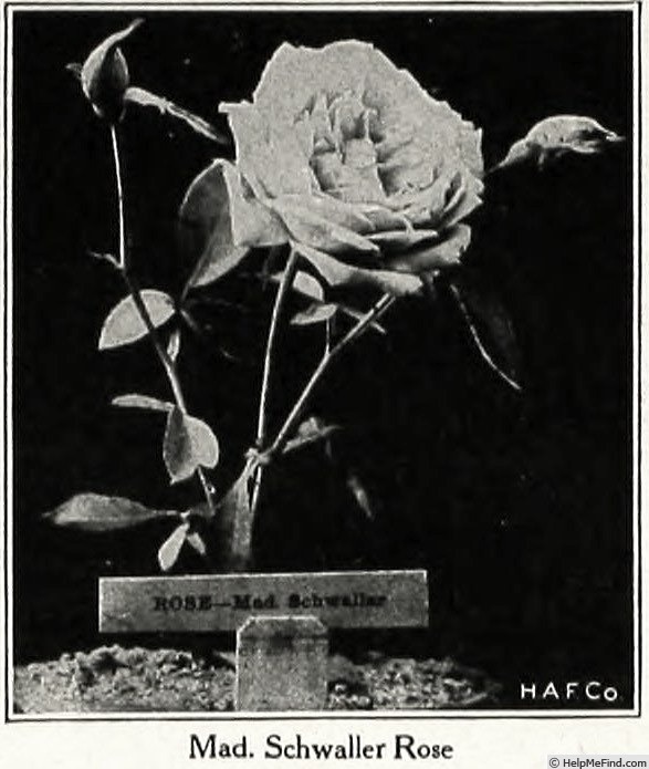 'Madame A. Schwaller' rose photo