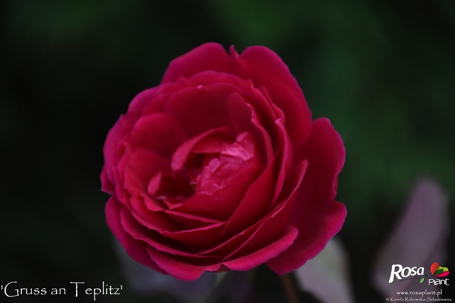 'Gruss an Teplitz' rose photo