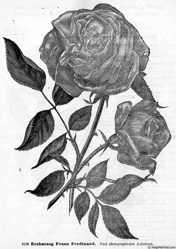 'Erzherzog Franz Ferdinand' rose photo