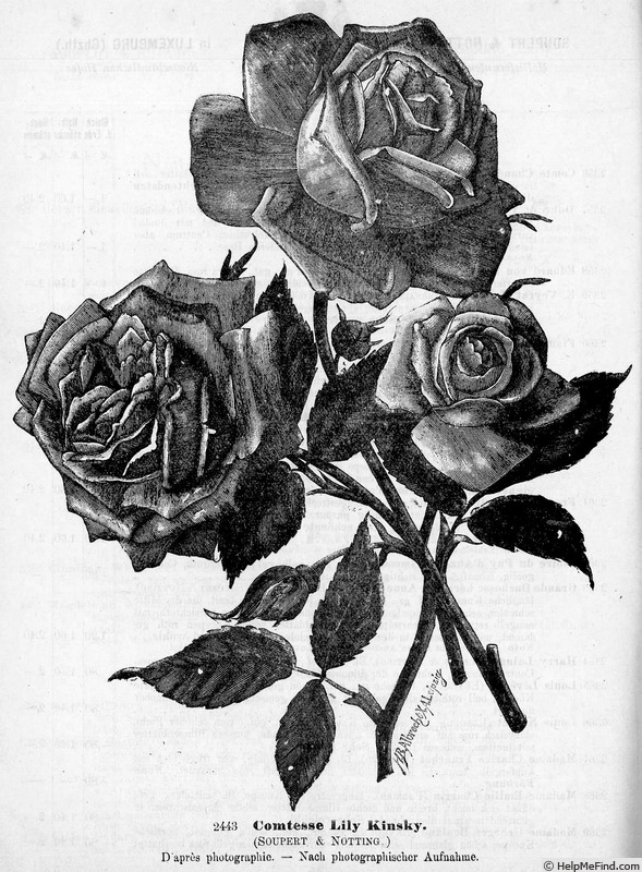 'Comtesse Lily Kinsky' rose photo