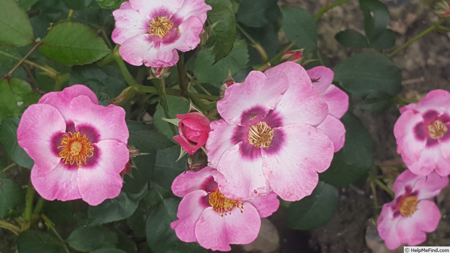 'VISeureye' rose photo