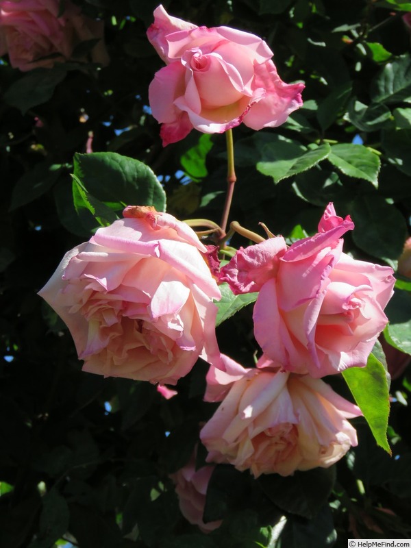 'Pink Maman Cochet, Cl.' rose photo