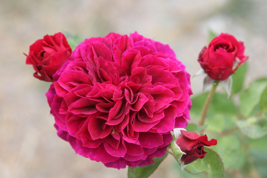 'AUSpero' rose photo