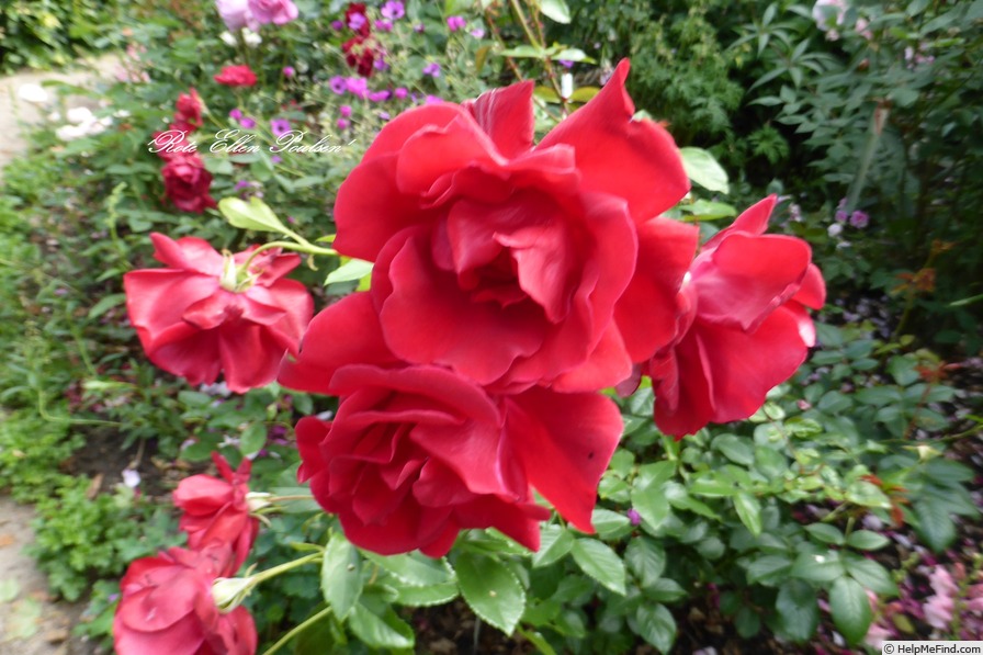'Rote Ellen Poulsen' rose photo