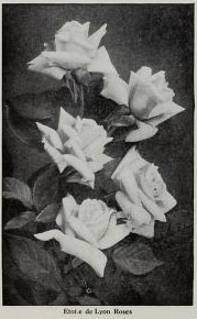 'Étoile de Lyon (tea, Guillot, 1876)' rose photo