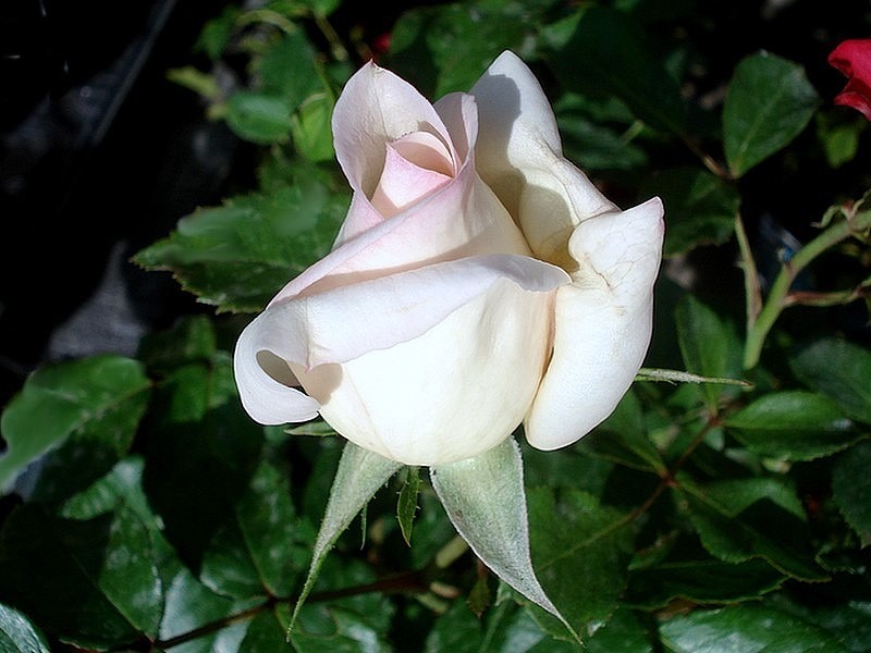 'Tchaikovsky ®' rose photo