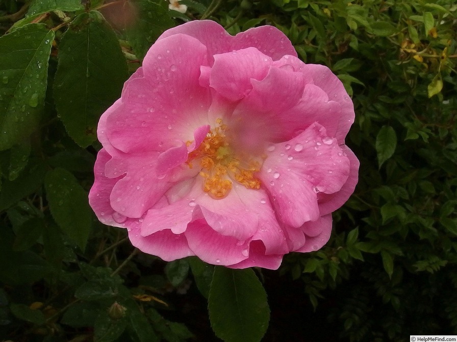 'Ayrshire Prince' rose photo