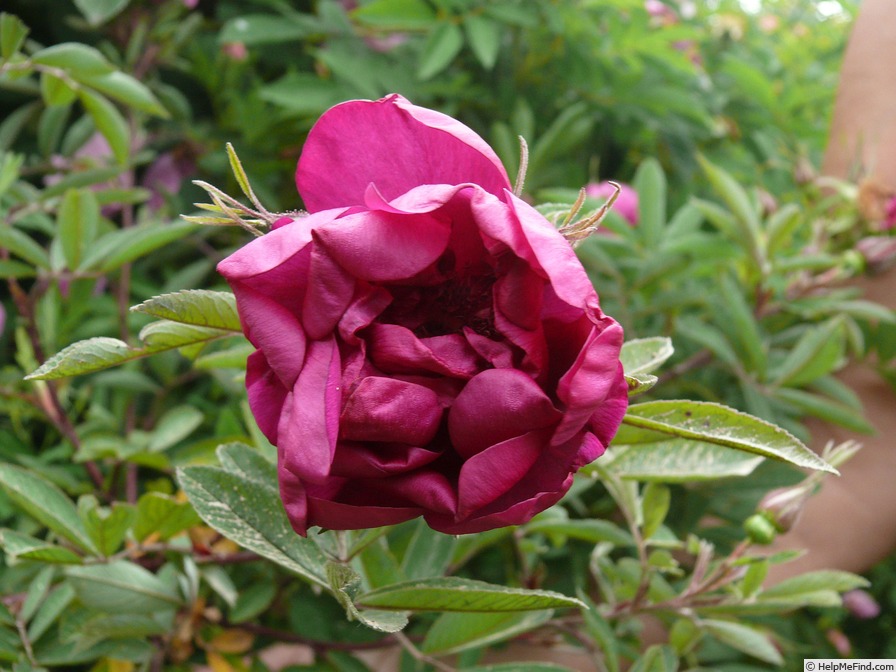 'Harotfol' rose photo