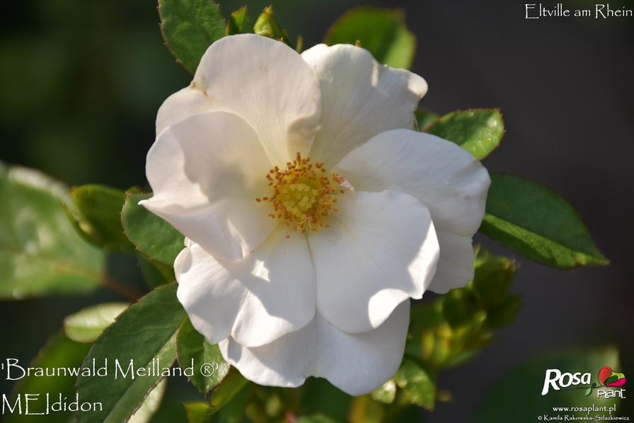 'Braunwald Meilland ®' rose photo