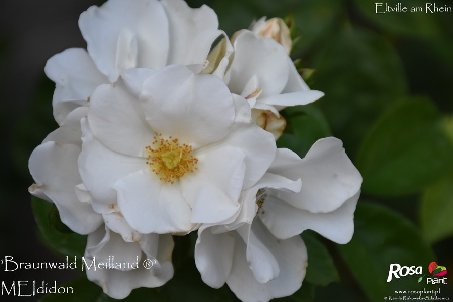 'Braunwald Meilland ®' rose photo