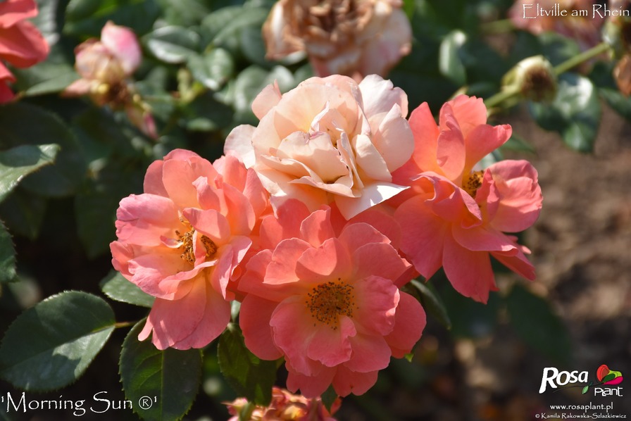 'Morning Sun ® (floribunda, Evers/Tantau, 2010/16)' rose photo