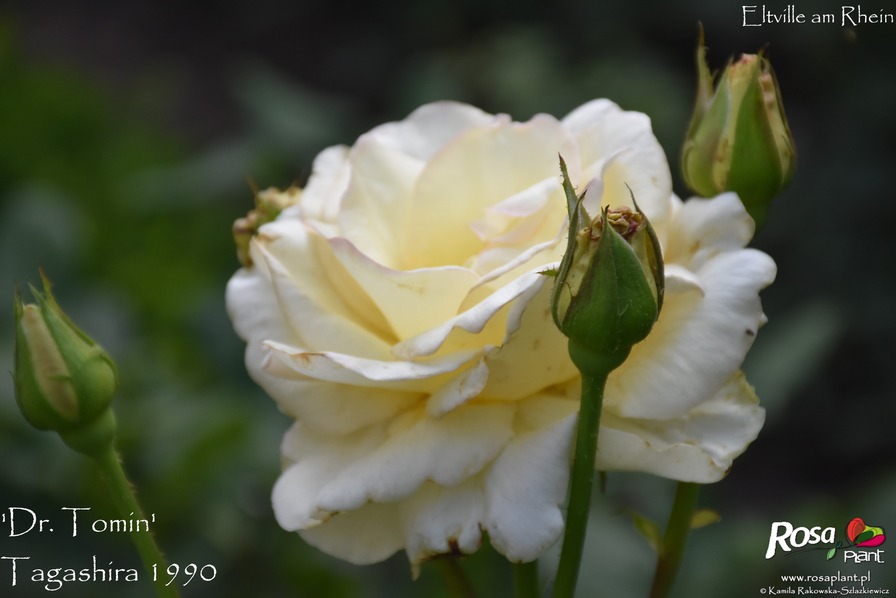 'Dr. Tomin' rose photo