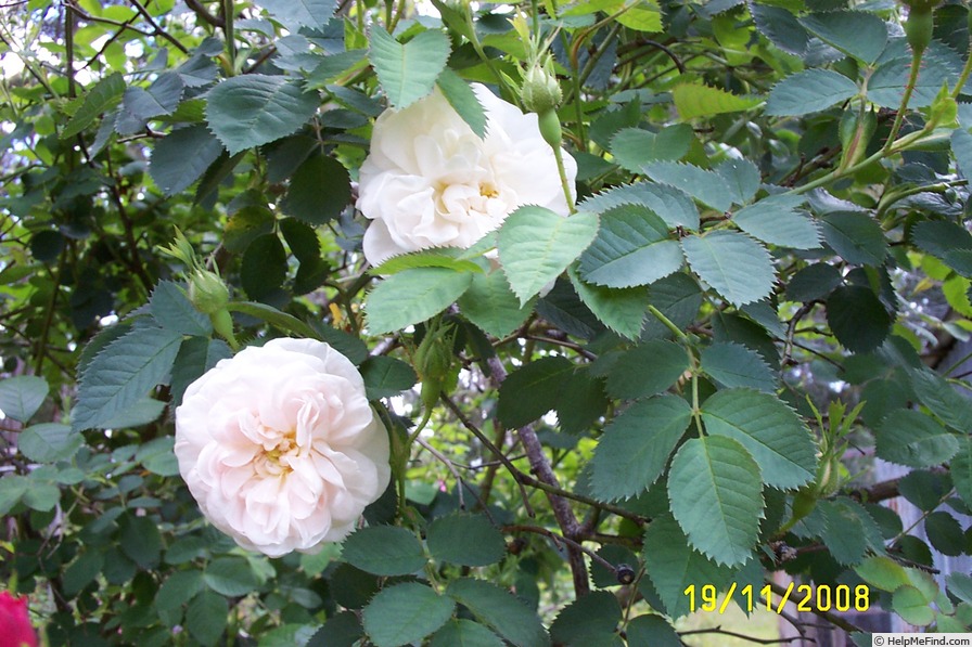 'Maxima (alba, Unknown before 1500)' rose photo