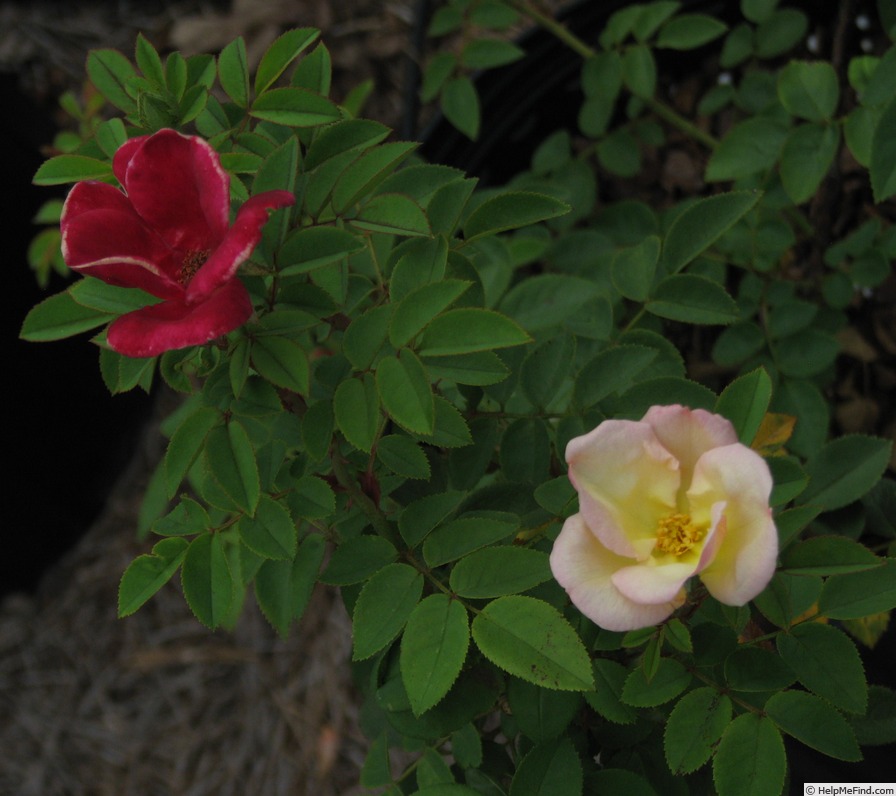'15BREYE1' rose photo