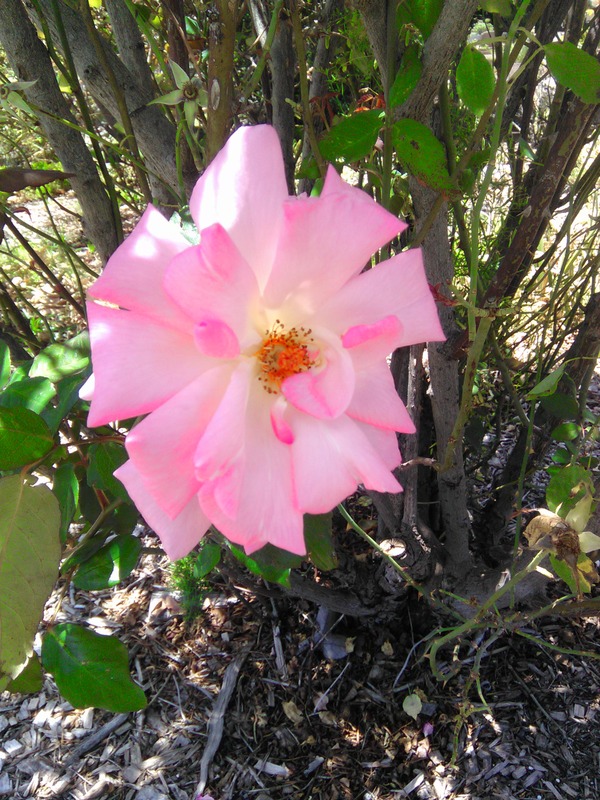 'Sunny South' rose photo