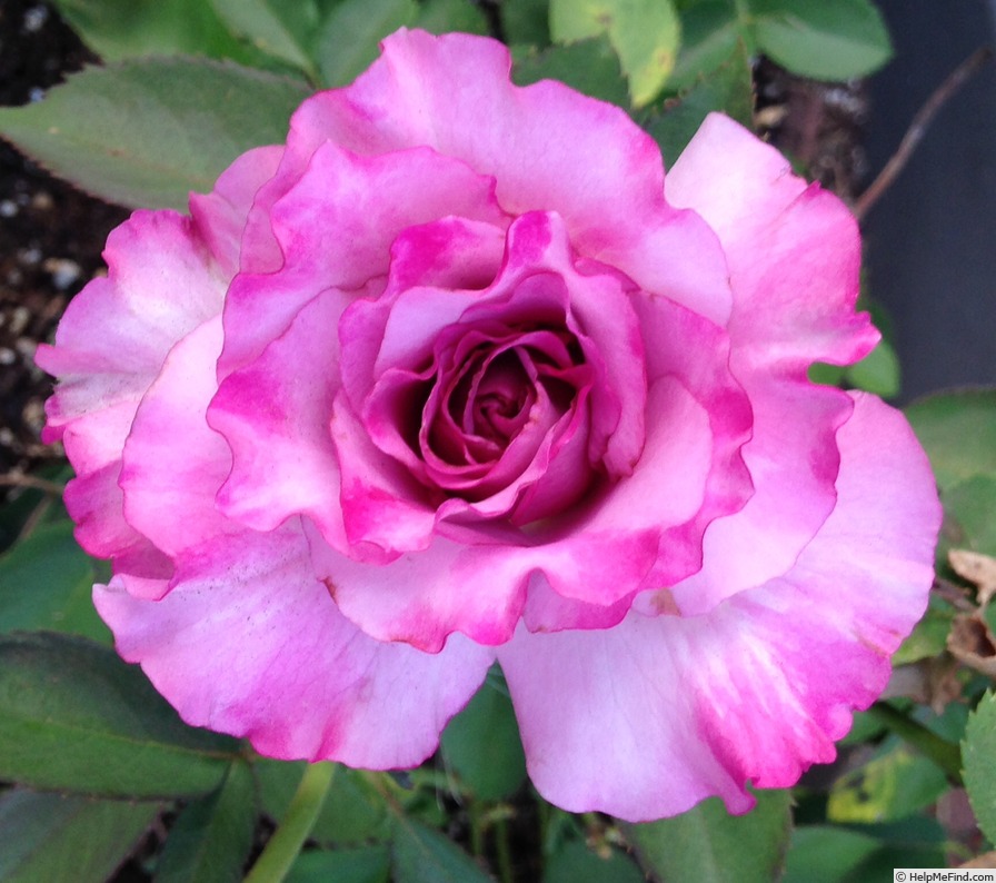 'English Perfume ™' rose photo