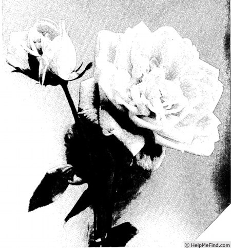 'Youth (hybrid tea, Cook 1935)' rose photo