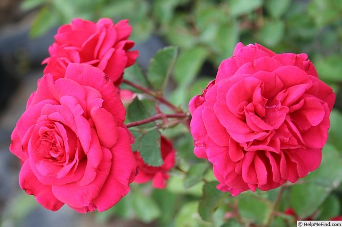 'Red Valentine' rose photo