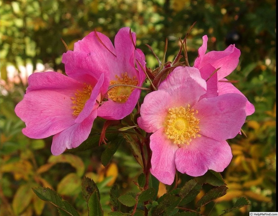 'Hafobegga' rose photo