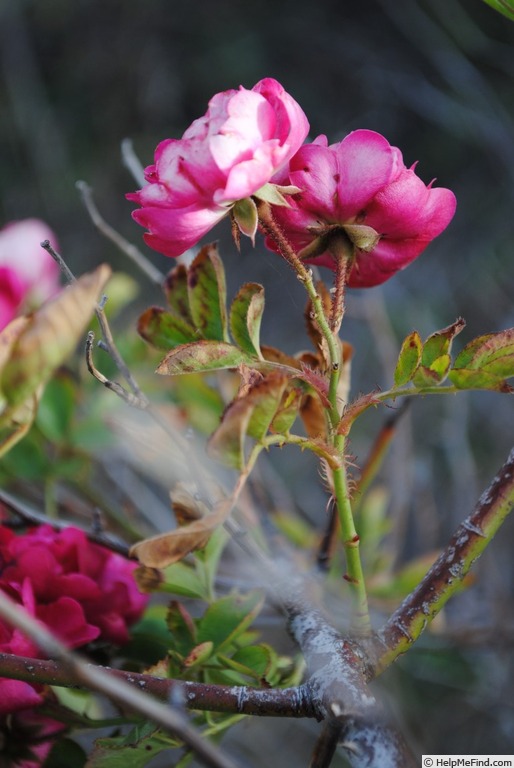 'Turner's Crimson Rambler' rose photo