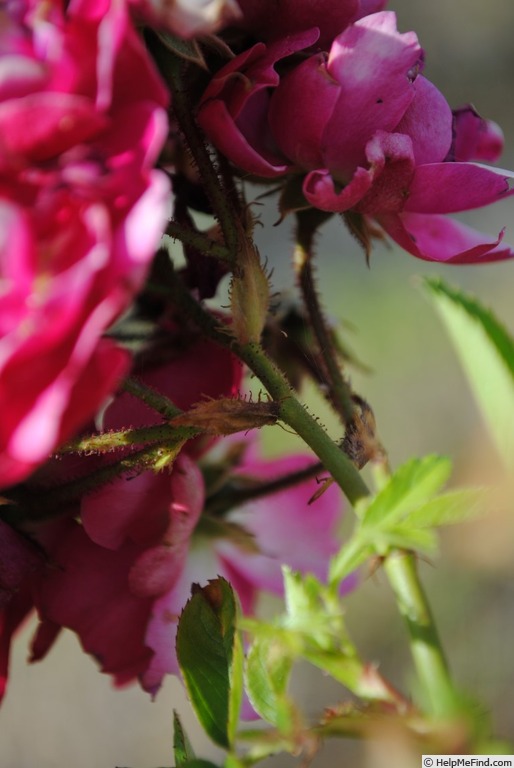 'Turner's Crimson Rambler' rose photo