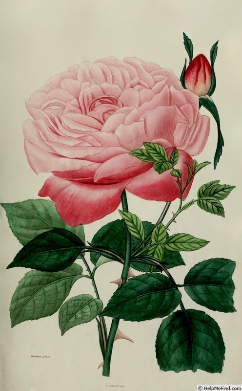 'Comte de Paris (tea, Hardy, 1839)' rose photo
