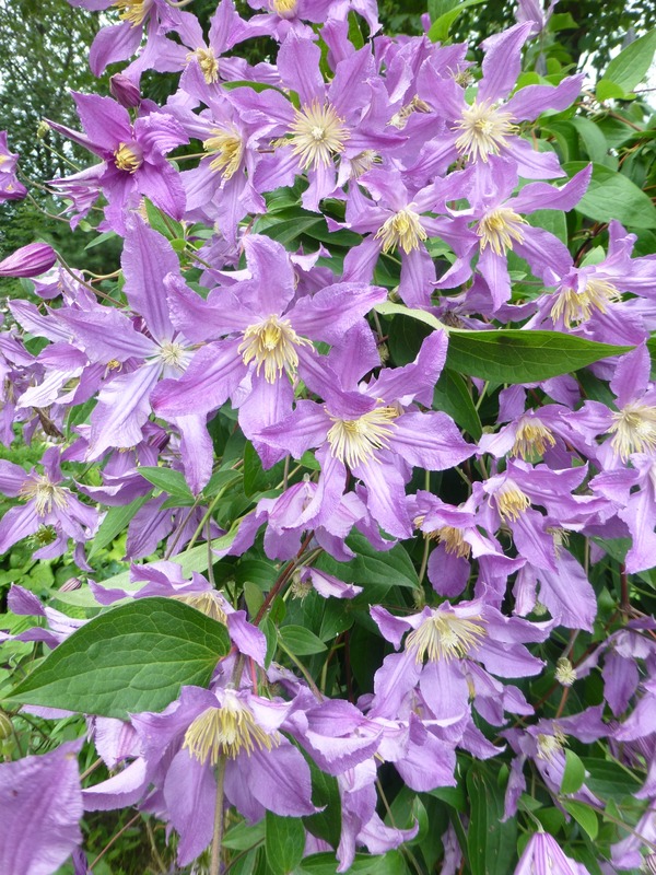 'Blue River' clematis photo
