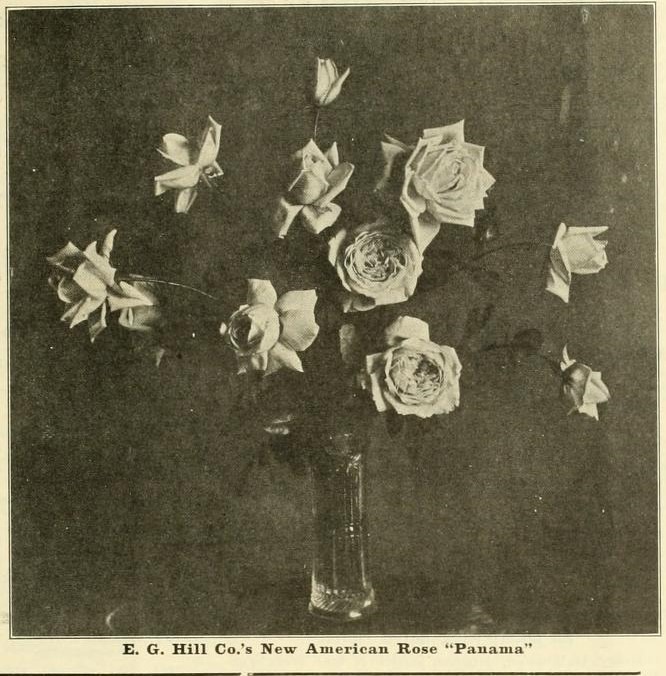 'Panama (Hybrid Perpetual, Hill, 1909)' rose photo
