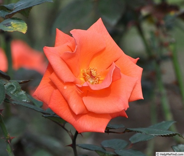 'Roklea ®' rose photo