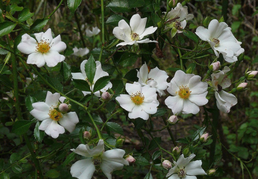 'Weiße von Saxdorf' rose photo