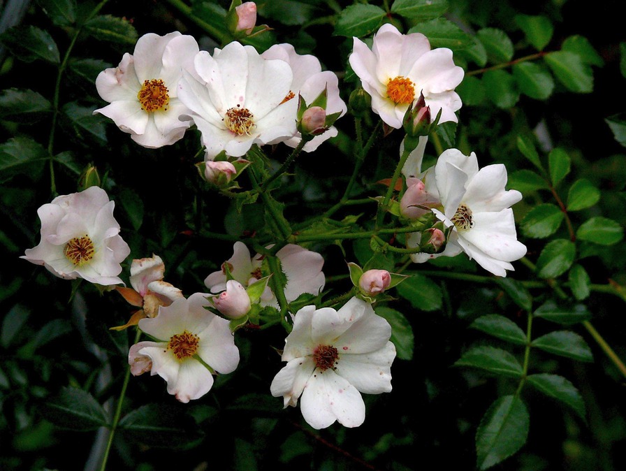 'Weiße von Saxdorf' rose photo