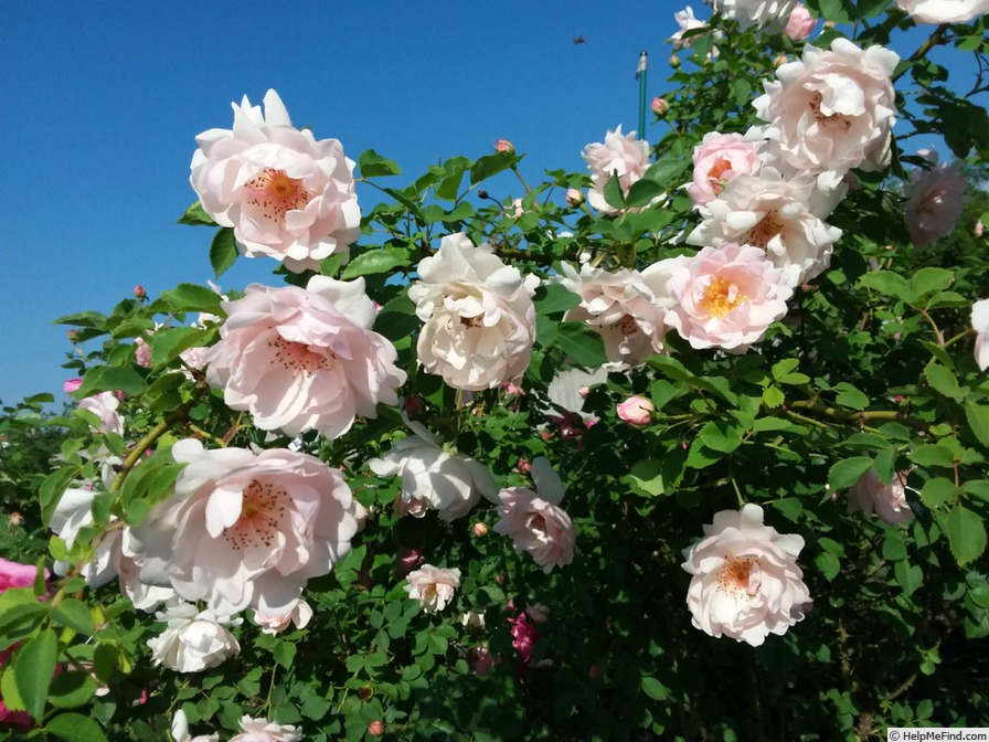 'Sweet Time' rose photo