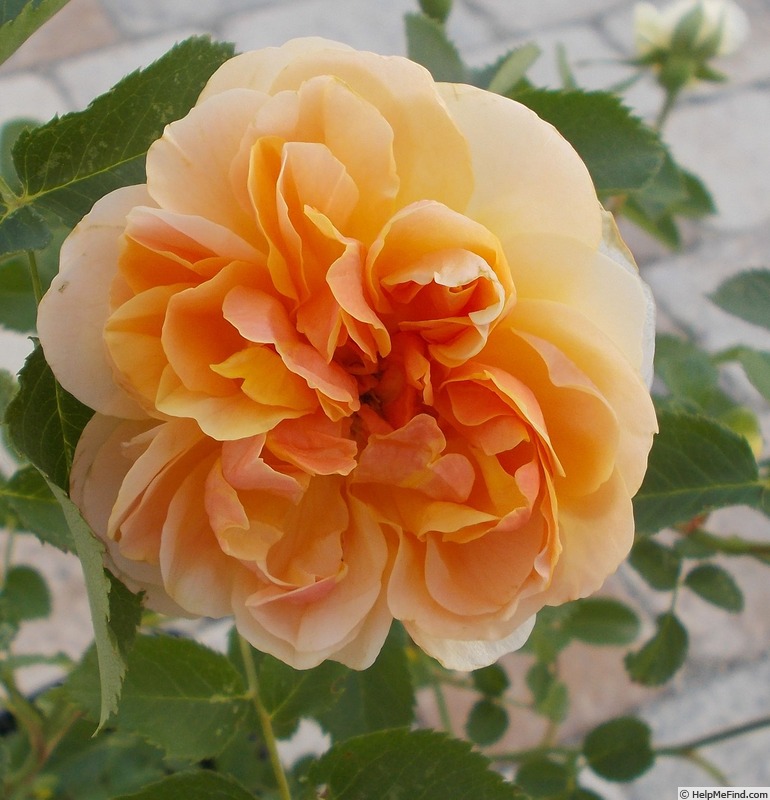 'Persische Sonne 1' rose photo