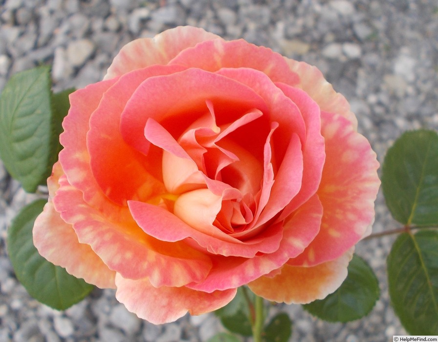 'Persische Sonne 2' rose photo