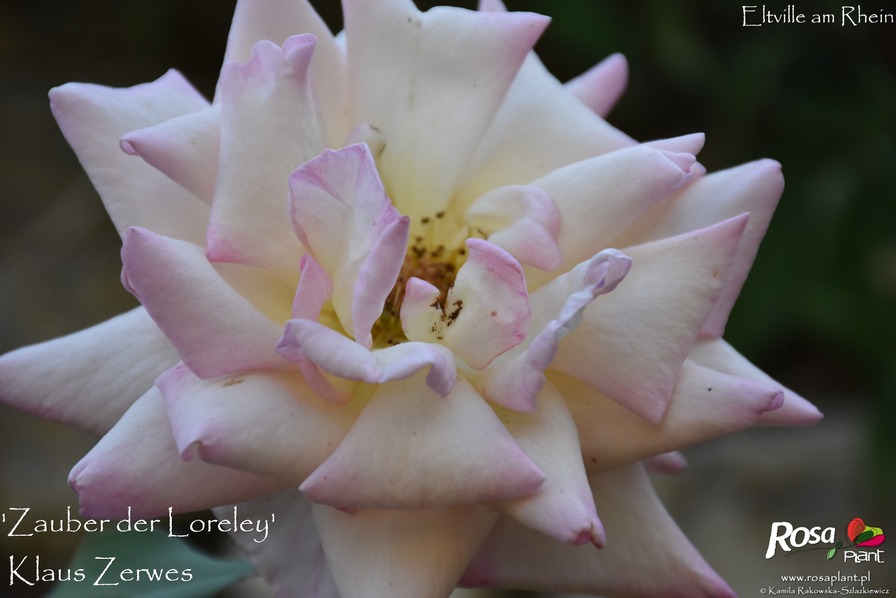 'Zauber der Loreley' rose photo