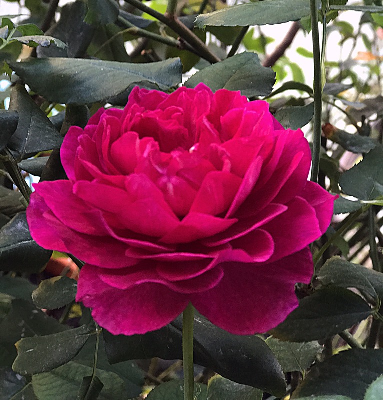 'Velvety Twilight' rose photo