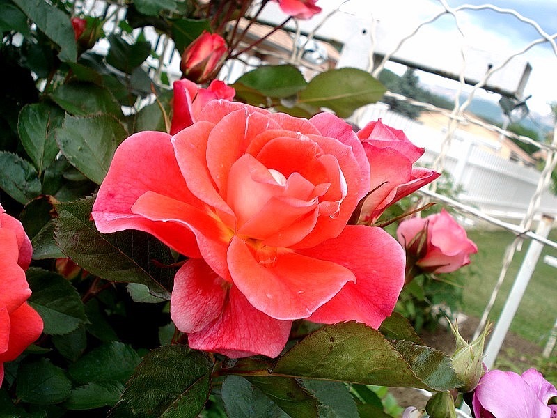 'Allée Abricot ®' rose photo