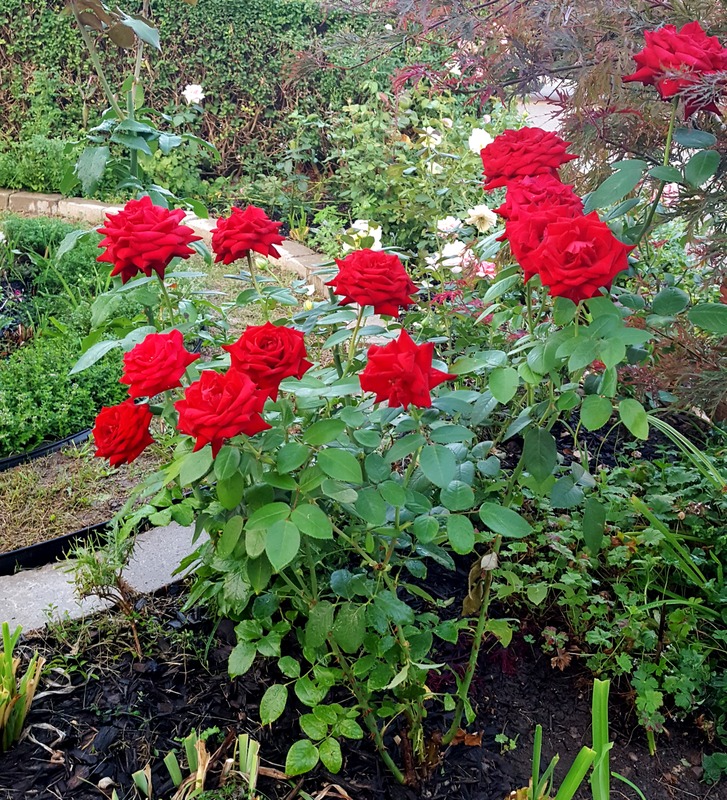 'Ace of Hearts (Hybrid Tea, Kordes,1981)' rose photo