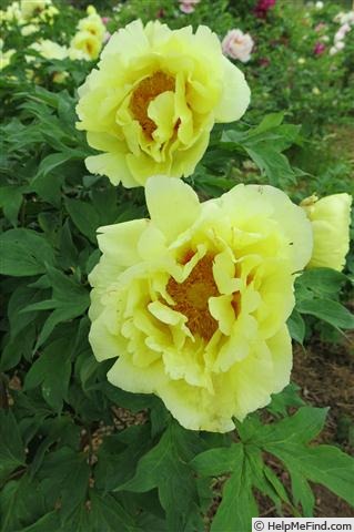 'Oukan' peony photo