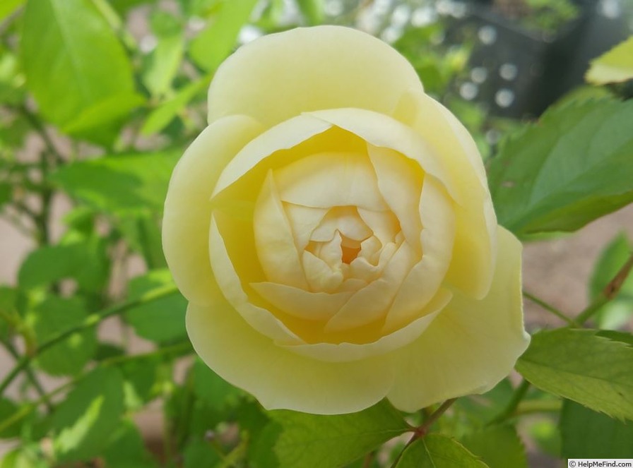 'La Feuillerie ®' rose photo