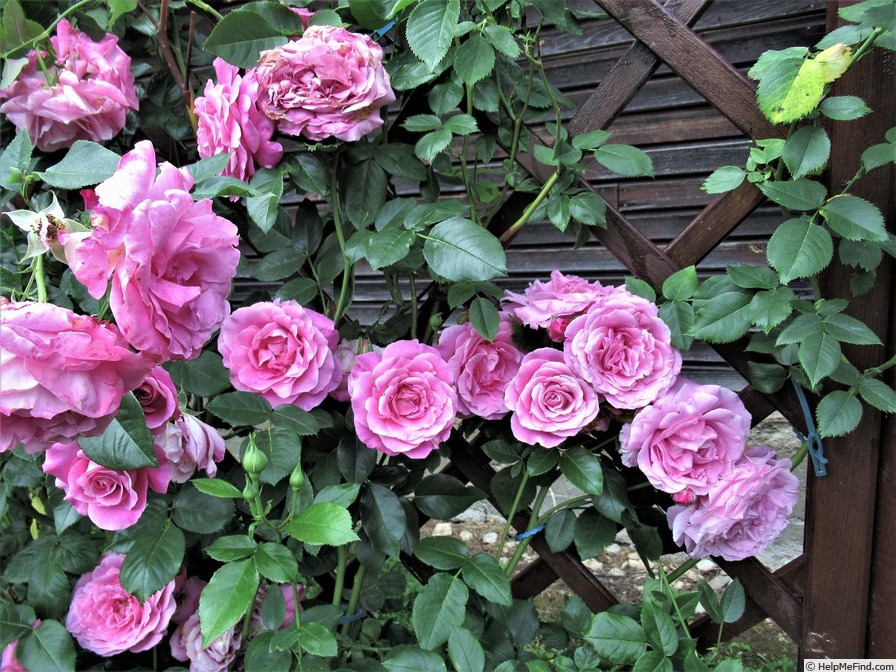 'Árpád-házi Szent Erzsébet emléke' rose photo