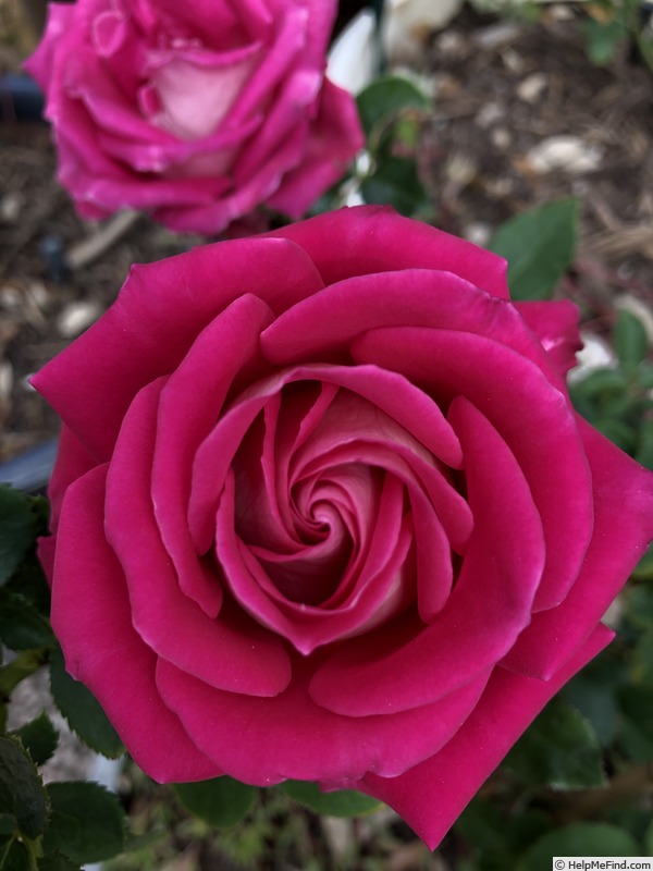 'Caboose' rose photo