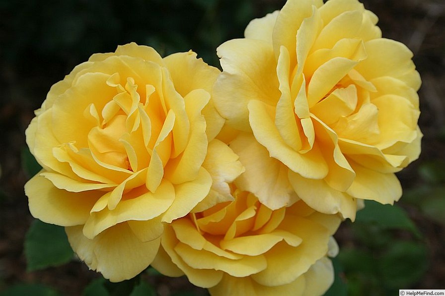 'Lemon Smoothie' rose photo